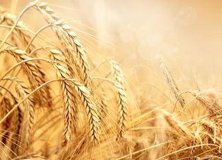 Внекорневые удобрения для зерновых культур: подкормка микроэлементами.